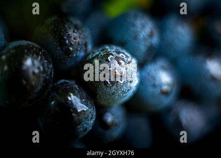 Gamay Trauben mit Wassertröpfchen, Beaujolais Stockfoto