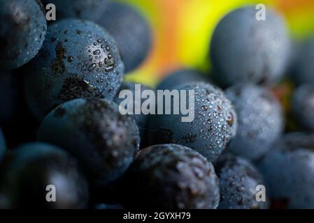 Gamay Trauben mit Wassertröpfchen, Beaujolais Stockfoto