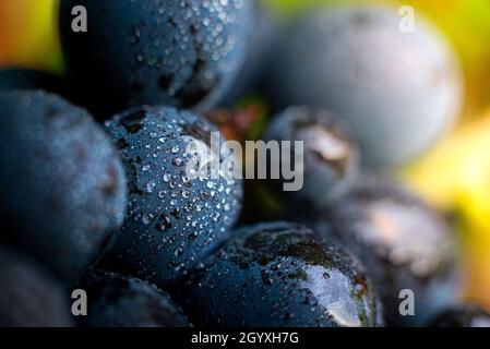 Gamay Trauben mit Wassertröpfchen, Beaujolais Stockfoto