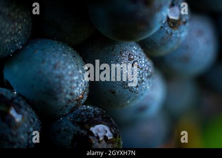 Gamay Trauben mit Wassertröpfchen, Beaujolais Stockfoto