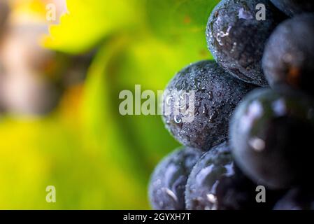 Gamay Trauben mit Wassertröpfchen, Beaujolais Stockfoto