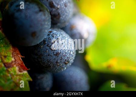 Gamay Trauben mit Wassertröpfchen, Beaujolais Stockfoto