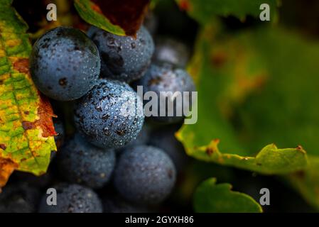 Gamay Trauben mit Wassertröpfchen, Beaujolais Stockfoto