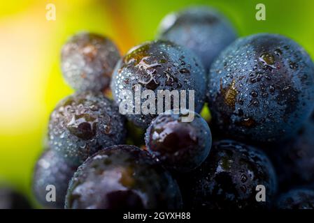 Gamay Trauben mit Wassertröpfchen, Beaujolais Stockfoto