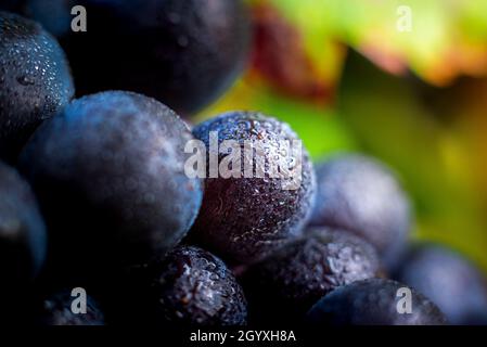 Gamay Trauben mit Wassertröpfchen, Beaujolais Stockfoto