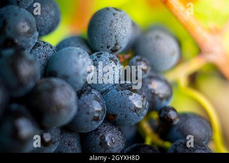 Gamay Trauben mit Wassertröpfchen, Beaujolais Stockfoto