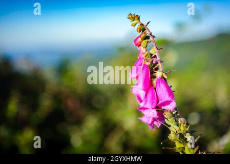 Digitalis Purpurea blüht morgens Stockfoto