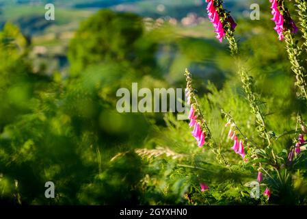 Digitalis Purpurea blüht morgens Stockfoto