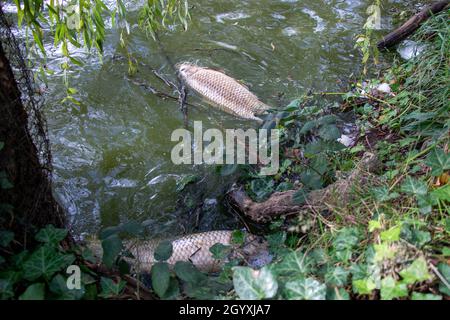 Einer von einem dosentoten Fisch (Karpfen), der im Oktober 2021 um den Lagoon Lake im Stanley Park schwimmt Stockfoto