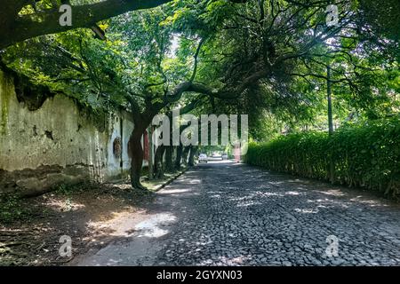 Ruhige Kopfsteinpflasterstraße und Baumtunnel in Antigua, Guatemala, Stockfoto