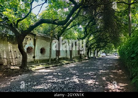 Ruhige Kopfsteinpflasterstraße und Baumtunnel in Antigua, Guatemala, Stockfoto