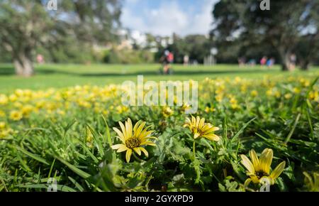 Frühlingsgelbe Blüten im Vordergrund. Unfokussieren Menschen spielen im grünen Gras Hintergrund. Milford Beach, Auckland. Stockfoto