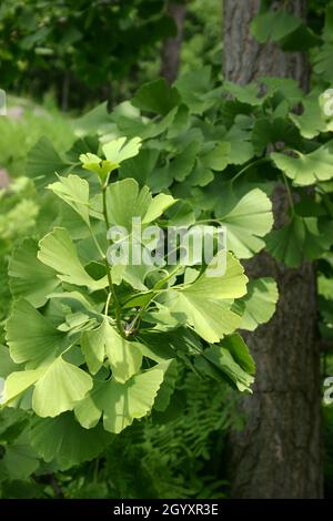 NAHAUFNAHME DER BLÄTTER EINES GINKGO BILOBA BAUMES IM SOMMER, BEKANNT ALS GINKGO, GINGKO ODER MAIDENHAARBAUM. AUSTRALIEN. Stockfoto