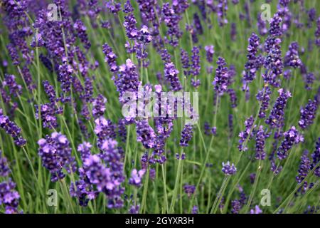 LAVENDEL (LAVANDULA ANGUSTIFOLIA) BEKANNT ALS ENGLISCHER LAVENDEL ODER ECHTER LAVENDEL. Stockfoto