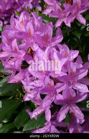 LILA RHODODENDRON-BLÜTEN Stockfoto