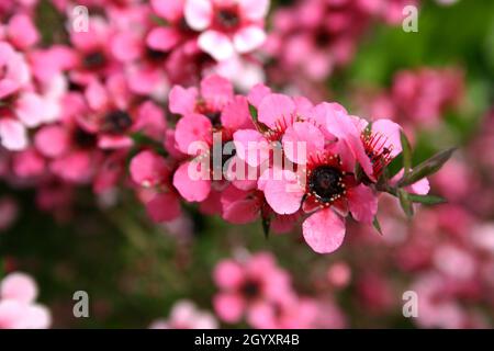 NAHAUFNAHME DER ROSAFARBENEN BLÜTEN VON LEPTOSPERMUM SCOPARIUM, BEKANNT ALS MANUKA MYRTE ODER NEUSEELÄNDISCHE TEATREE. NEUSEELAND. Stockfoto