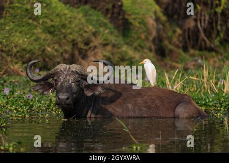 African Buffalo - Syncerus Caffer, Mitglied von African Big Five aus dem Queen Elizabeth NP, Uganda. Stockfoto