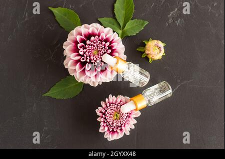 Draufsicht auf zwei transparente Kosmetikflaschen mit Pipette und violetten Dahlia-Blüten. Schwarzer Hintergrund, grüne Blätter. Konzept der Naturkosmetik Stockfoto