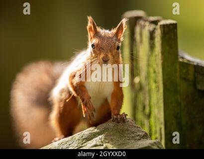 Aktenfoto vom 27/10/19 eines roten Eichhörnchens. Das Vereinigte Königreich ist eines der Länder, in denen die Natur am meisten erschöpft ist, und verfügt nach neuen Daten möglicherweise nicht über genügend biologische Vielfalt, um eine ökologische Kernschmelze zu verhindern. Ausgabedatum: Sonntag, 10. Oktober 2021. Stockfoto