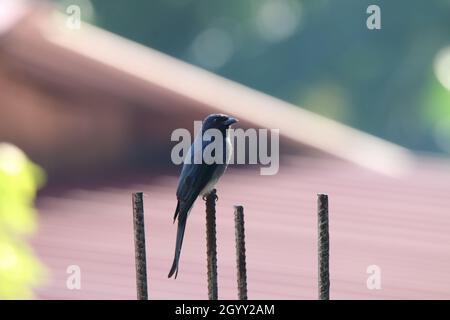 Ein wunderschöner schwarzer Drongo-Vogel, der auf einem Ast sitzt Stockfoto