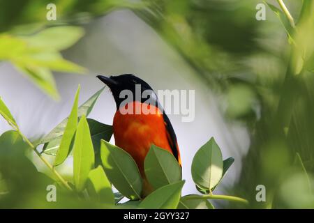 Am Morgen sitzt ein schöner orangefarbener Vogel mit einem schwarzen Kopf auf einem Ast. Stockfoto