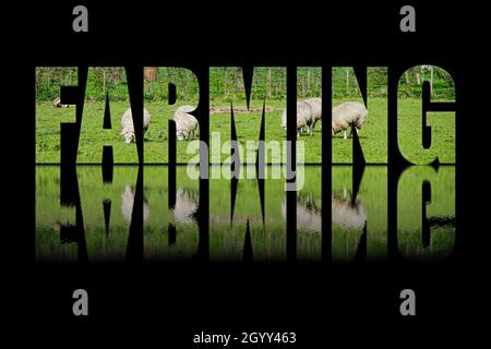 Farming Text bestehend aus grünen Bauernhof mit Schafen auf schwarzem Hintergrund mit Text Reflexion im Wasser. Stockfoto