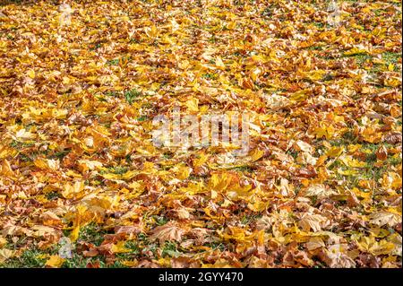 Herbstfarben. Gelbe, orange und rote Blätter auf dem Boden. Stockfoto