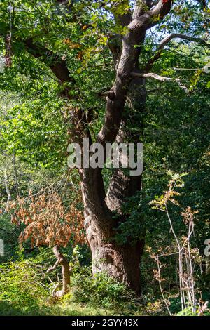 Burnham Beeches in Summer, Buckinghamshire, England, Großbritannien Stockfoto