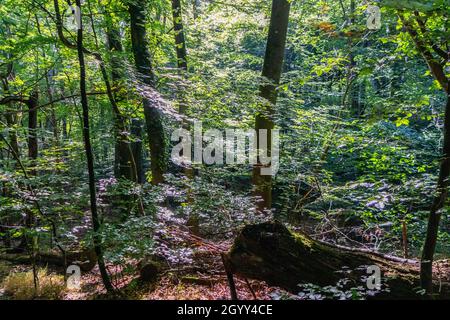 Burnham Beeches in Summer, Buckinghamshire, England, Großbritannien Stockfoto