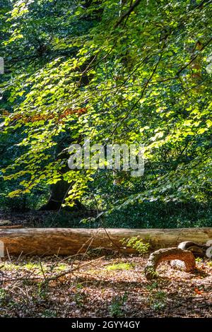Burnham Beeches in Summer, Buckinghamshire, England, Großbritannien Stockfoto