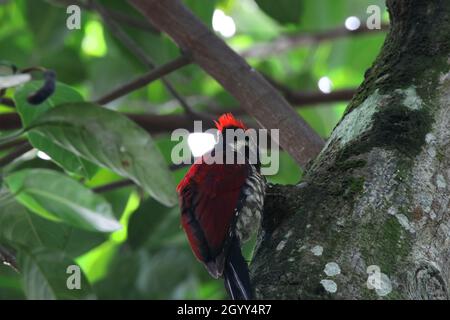 Sri Lanka Rotrückenspecht auf dem Baum. Stockfoto