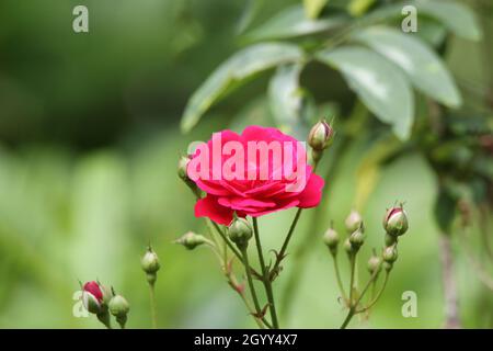 Eine schöne Rose mit Knospen, die in rosa rot blühen. Stockfoto