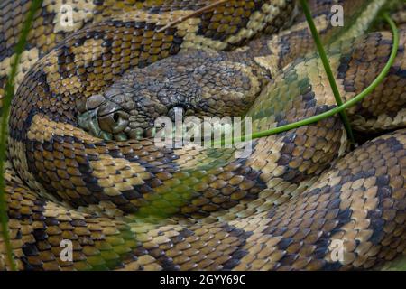 Coastal Carpet Python (Morelia spilota mcdowelli). Pottsville, NSW, Australien Stockfoto