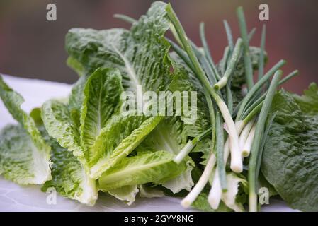 Frische grüne Salatblätter aus der Nähe. Bereit für Salat Salat Stockfoto