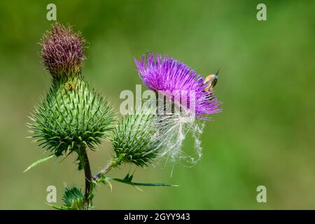 Eine geschäftige kleine Biene sucht nach etwas Nektar aus einer Distelblüte. Stockfoto