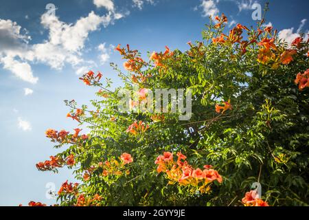 Campsis grandiflora, cka Chinesische Trompetenrebe, Laubbäume mit großen orangen Trompetenblüten im Sommer gegen blauen Himmel. Stockfoto