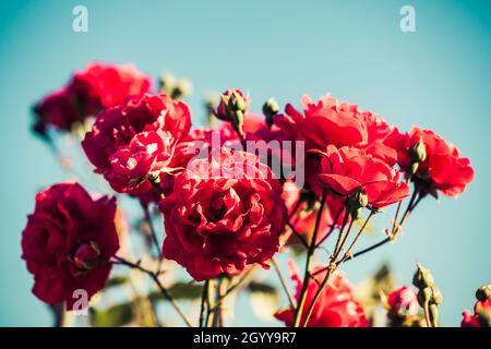 Moody künstlerische rote Rosen im Garten im Freien in verblassten Vintage Retro-Ton Stockfoto