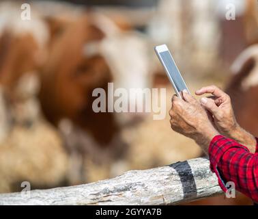 Nahaufnahme eines reifen Bauern, der die Tablette vor den Kühen im Stall hält Stockfoto