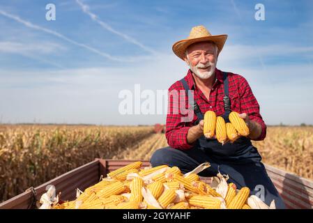 Der ältere Landwirt sitzt im Traktoranhänger und zeigt Maiskolben, während der Mähdrescher im Hintergrund auf dem Feld arbeitet Stockfoto