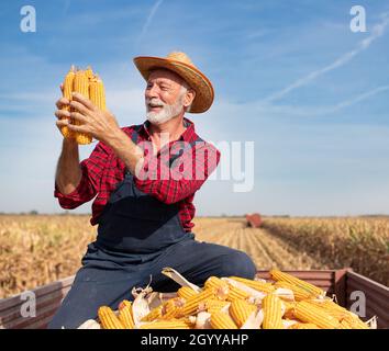 Der ältere Landwirt sitzt im Traktoranhänger und hält Maiskolben, während der Mähdrescher im Hintergrund auf dem Feld arbeitet Stockfoto