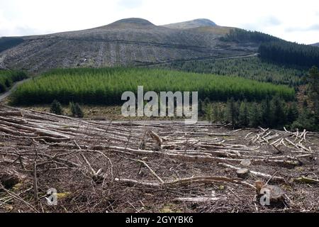 „Sharp Knott“ und der Wainwright „Blake“ fielen vom Baumschlag im Wald in der Nähe des „High Hows“ Lake District National Park, Cumbria, England, Großbritannien. Stockfoto