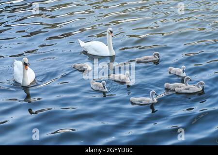 Die Familie der stummen Schwäne mit acht Cygnets, die auf einem Fluss schwimmen Stockfoto