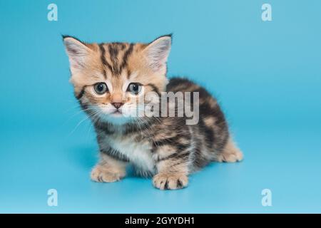 Kleines, schönes, gestreiftes, schottisches Kätzchen sitzt auf blauem Hintergrund, im Alter von 1 Monat. Stockfoto