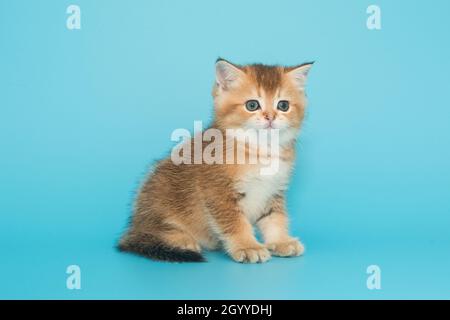Kleines, schönes, schottisches Kätzchen. Auf blauem Hintergrund sitzend, 1 Monat alt. Stockfoto