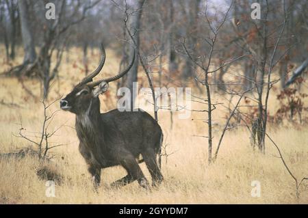 Der Wasserbock (Kobus ellipsiprymnus) ist eine große Antilope, die weit im subsaharischen Afrika vorkommt. Sie gehört zur Gattung Kobus der Familie Bovidae Stockfoto