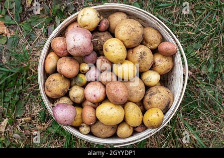 Frische ungewaschene Kartoffeln, die in einem Eimer auf dem Boden im Garten liegen Stockfoto