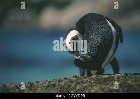 Jackass-Pinguine oder Afrikanischer Pinguin (Spheniscus demersus), auch bekannt als Kappinguin, ist eine Pinguinart, die im südlichen Afrika beheimatet ist Stockfoto