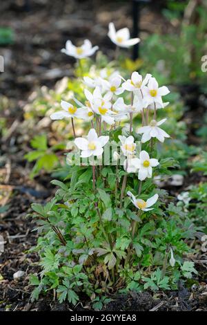 Anemonoides sylvestris, bekannt als Schneeglötwindblume oder Schneeglötwindblume im späten Frühling/Frühsommer Stockfoto