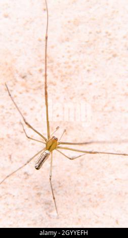 Vertikale Aufnahme der Draufsicht einer orangefarbenen Spinne mit langen, dünnen Beinen, die tagsüber bei hellem Sonnenlicht an einer Wand zu sehen ist Stockfoto