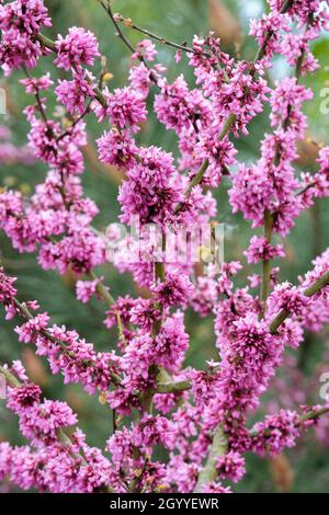 Cercis siliquastrum, allgemein bekannt als Judas-Baum oder Judas-Baum. Dunkelrosa Blüten im späten Frühling/Frühsommer Stockfoto